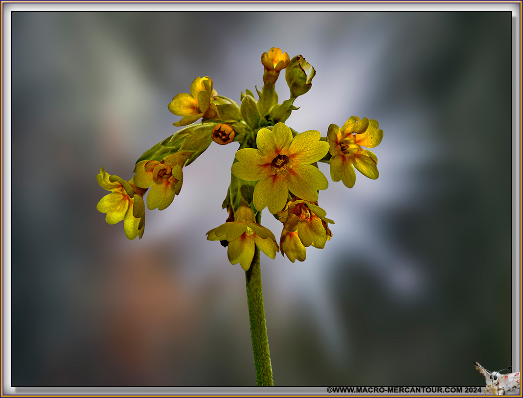 Primevères élevées